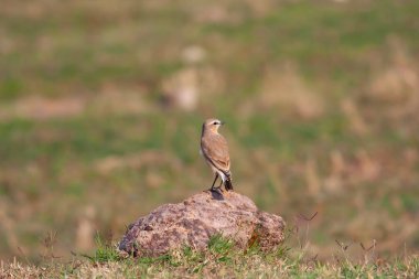 little bird watching around on the stone, Northern Wheatear, Oenanthe oenanthe
