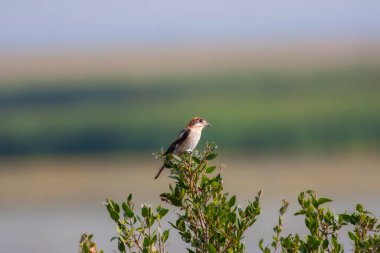 bird looking around  in woodland, Woodchat Shrike, Lanius senator