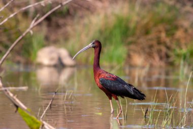 big water bird feeding in the pond, Glossy Ibis, Plegadis falcinellus