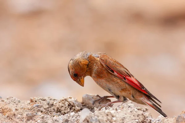 Little Bird Watching Ground Eurasian Crimson Winged Finch Rhodopechys Sanguineus — Photo