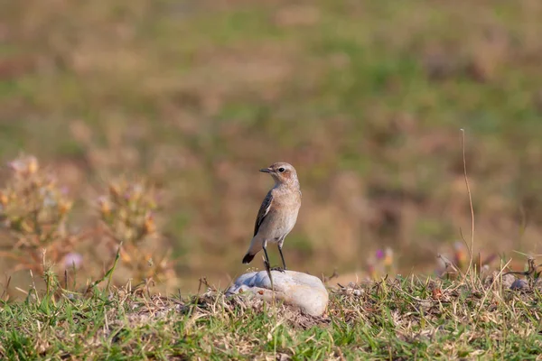 Птичка Наблюдающая Камнем Северное Пшеничное Ухо Энанта Энанта — стоковое фото