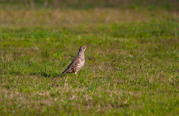 bird watching on the grass, Mistle Thrush, Turdus viscivorus