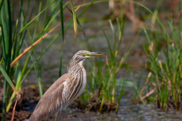 Großer Wasservogel Auf Gras Reiher Ardeola Ralloides — Stockfoto