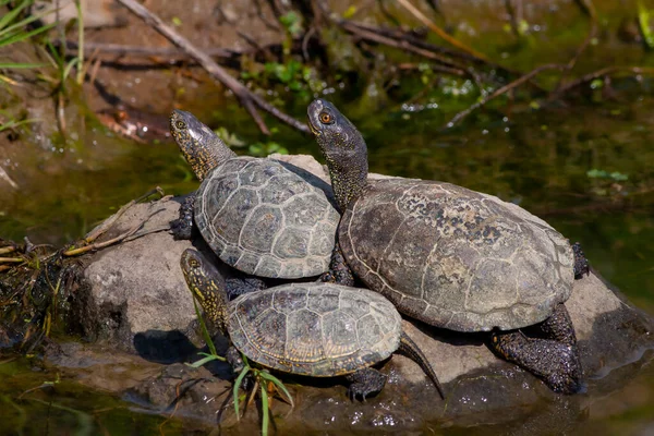 Kaplumbağa Doğal Ortamında Duruyor — Stok fotoğraf