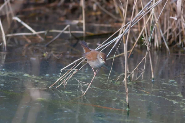 Little Bird Looking Food Swamp Savi Warbler Locustella Luscinioides — Foto de Stock
