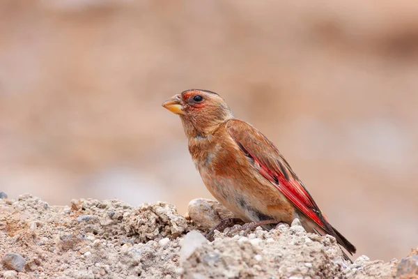Liten Fågel Tittar Marken Eurasian Crimson Bevingade Finch Rhodopechys Sanguineus — Stockfoto