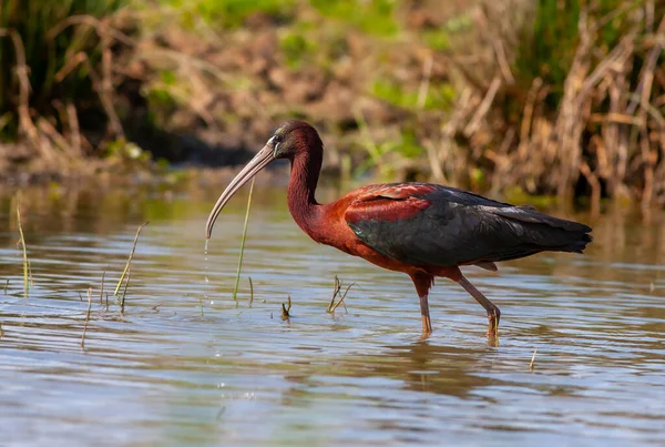 Grande Pássaro Aquático Alimentando Lagoa Ibis Brilhante Plegadis Falcinellus — Fotografia de Stock