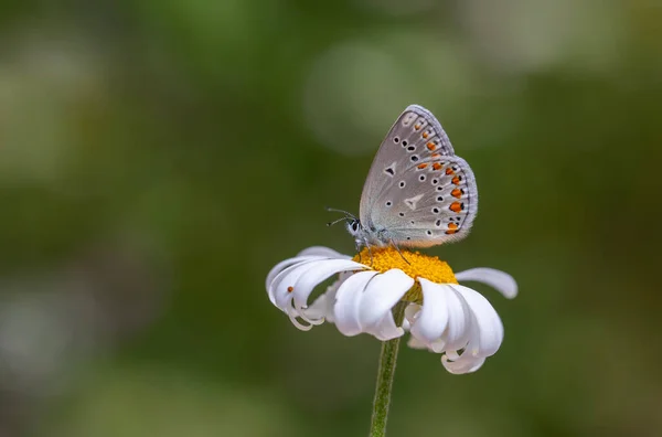 Butterfly Feeding Daisy Anatolian Zephyr Blue Plabejus Modicus — Foto Stock