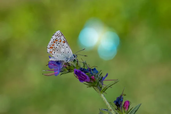 Ein Wunderbarer Schmetterling Mit Einer Überkopfblauen Flügelfarbe Polyommatus Bellargus — Stockfoto