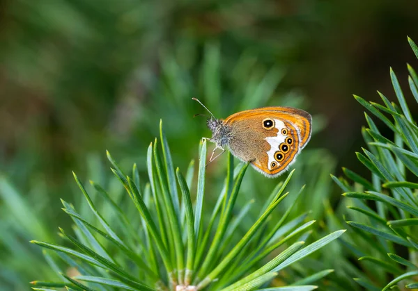 little butterfly on pine tree, Pearly Heath, Coenonympha arcania