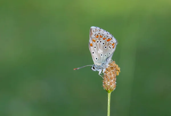 Een Prachtige Vlinder Met Een Blauwe Vleugelkleur Polyommatus Bellargus — Stockfoto