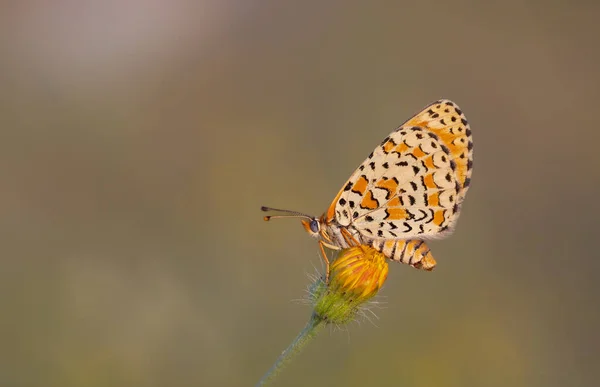 Beautiful Iparhan Butterfly Melitaea Trivia Syriaca — Stock Photo, Image