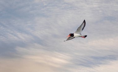 Havadaki su kuşu, Avrasya istiridye yakalayıcısı, Haematopus ostralegus