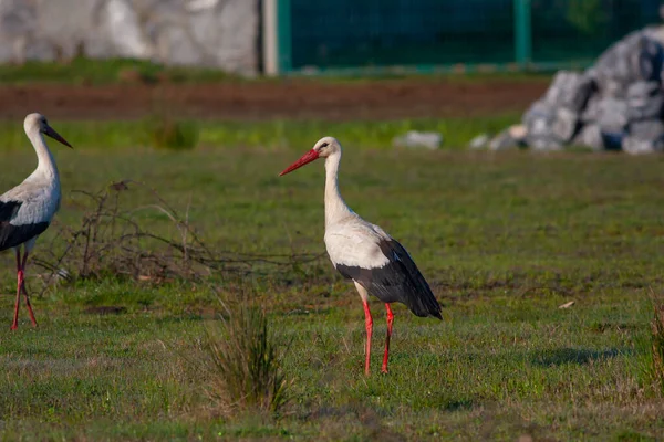 Flyttfågel Gräset Vit Stork Ciconia Ciconia — Stockfoto