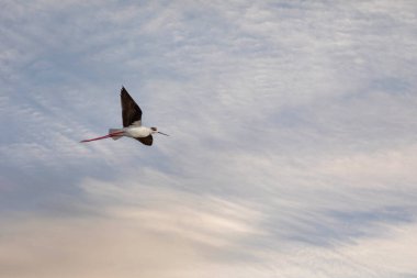 Havadaki su kuşu, Kara Kanatlı Stilt, Himantopus himantopus