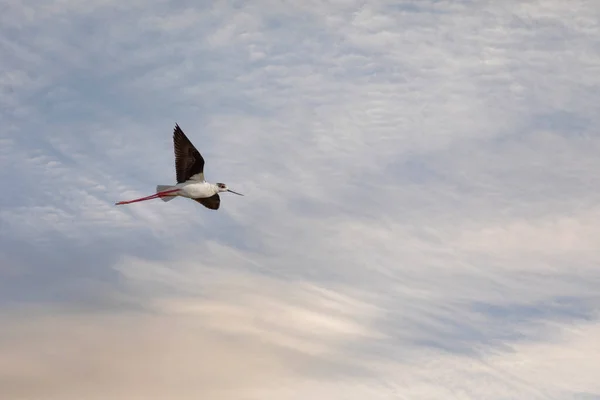 空気中の水の鳥 黒翼のスティルト ヒマントプス — ストック写真