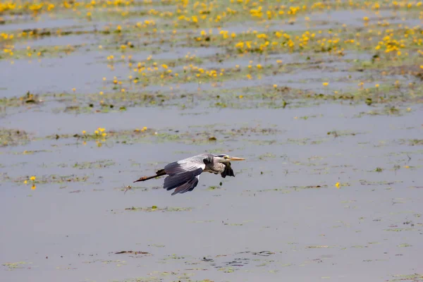 Big Water Bird Flying Grey Heron Ardea Cinerea — ストック写真