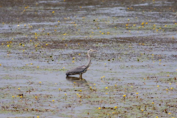 水の中で食べ物を探している水の鳥 グレイ ヘロン Ardea Cinerea — ストック写真