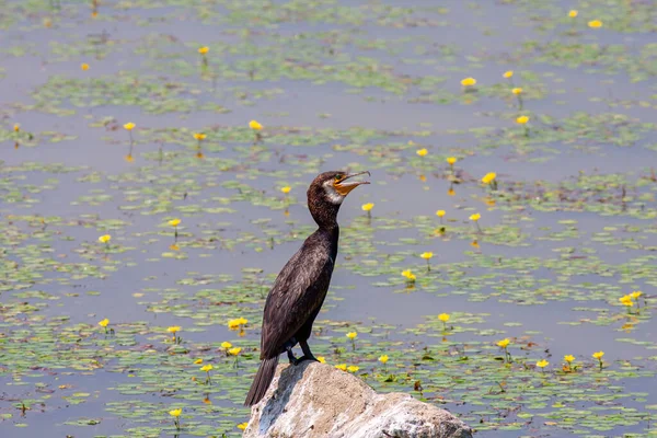 Vogel Kijken Rond Steen Grote Aalscholver Phalacrocorax Carb — Stockfoto