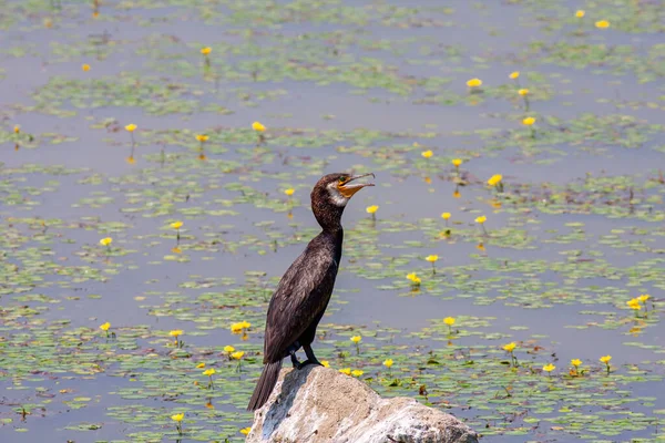 Pássaro Observando Torno Pedra Great Cormorant Phalacrocorax Carb — Fotografia de Stock