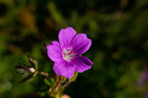 Fioletowy Lepki Geranium Geranium Viscosissimum Kwitnący Łąkach Gór Skalistych — Zdjęcie stockowe