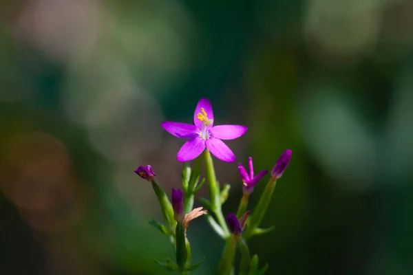 Bokeh Tło Różowy Kwiat Centaurium Pulchellum — Zdjęcie stockowe