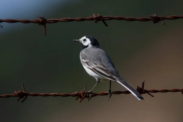 little bird watching around on wire, White Wagtail, Motacilla alba