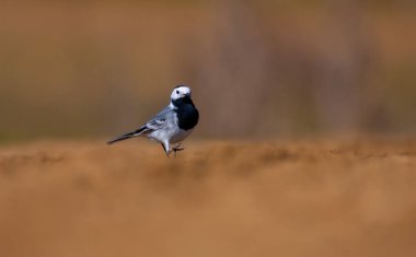 Küçük kuş yerde, Beyaz Wagtail, Motacilla alba