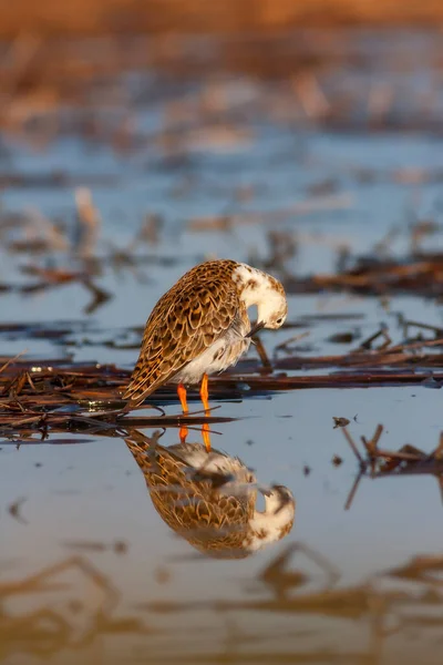 Боевая Птица Замороженной Воде Забияка Calidris Pugnax — стоковое фото