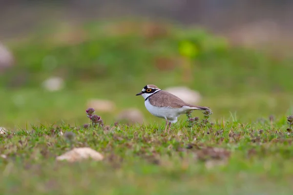 Bird Grass Little Ringed Plover Charadrius Dubius — Fotografia de Stock