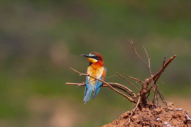 colourful bird watching around on the wood, European Bee-eater, Merops apiaster