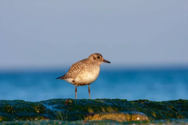 Malý Vodní Ptáček Hledající Potravu Mořských Řasách Sanderling Calidris Alba — Stock fotografie