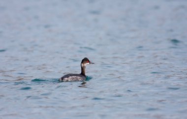 water bird looking for food to feed in the sea, Little Grebe, Tachybaptus ruficollis