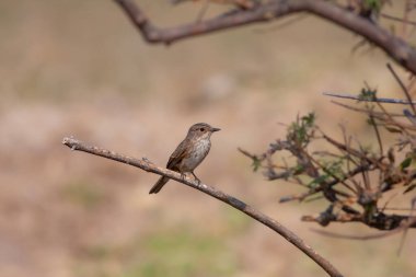 bird looking around  in woodland, Spotted Flycatcher, Muscicapa striata