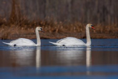 large waterfowl in its natural habitat, Mute Swan, Cygnus olor
