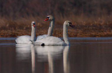 large waterfowl in its natural habitat, Mute Swan, Cygnus olor