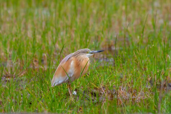 Grote Watervogel Gras Squacco Heron Ardeola Ralloides — Stockfoto