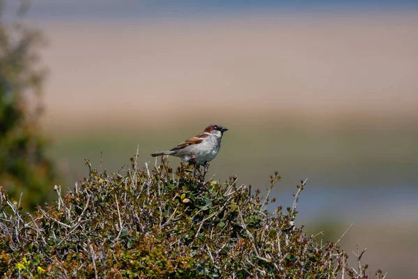 Vogel Rondkijkend Bos Spaanse Mus Passer Hispaniolensis — Stockfoto