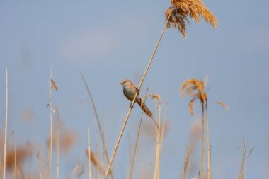 Ormanda etrafa bakınan kuş, Sakallı Reedling, Panurus biarmicus