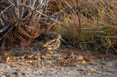 Doğal ortamında su kuşu, Ortak Snipe, Gallinago gallinago