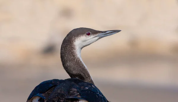 Aves Aquáticas Grandes Seu Habitat Natural Loon Garganta Negra Gavia — Fotografia de Stock