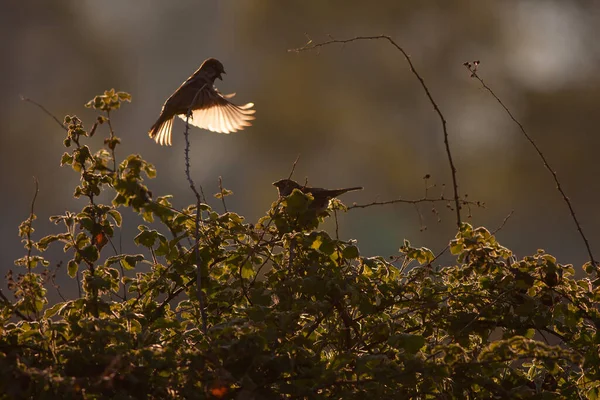 courtship dance of sparrows in backlight, House Sparrow, Passer domesticus