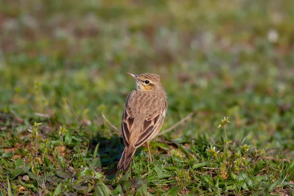 bird watching around on the ground, Tawny Pipit, Anthus campestris