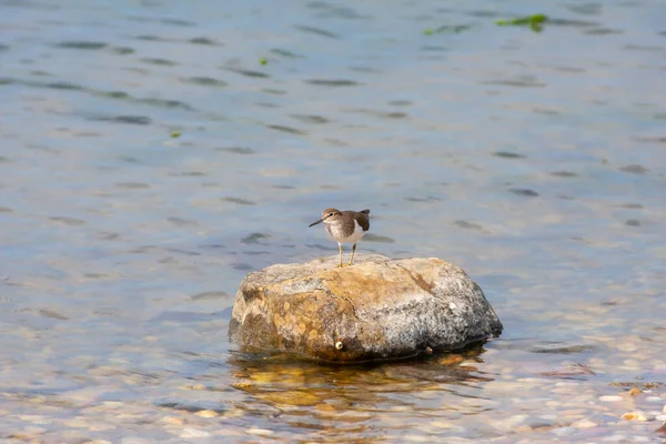 Птах Який Спостерігає Навколо Каменю Common Sandpiper Actitis Hypoleucos — стокове фото