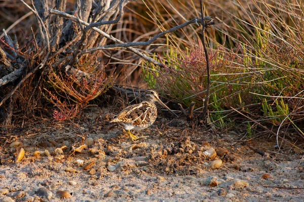 Υδρόβιο Πτηνό Στο Φυσικό Του Περιβάλλον Common Snipe Gallinago Gallinago — Φωτογραφία Αρχείου
