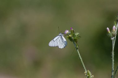 Mor çiçekle beslenen kelebek, siyah damarlı beyaz - Aporia krataegi