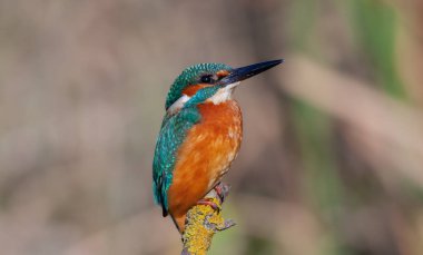 Kuru dalda avını gözetleyen renkli bir kuş, Ortak Kingfisher, Alcedo