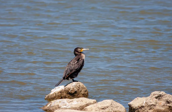 Pássaro Observando Torno Pedra Great Cormorant Phalacrocorax Carb — Fotografia de Stock
