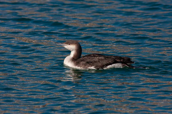 Grote Watervogels Hun Natuurlijke Habitat Zwartkeelleeuw Gavia Arctica — Stockfoto