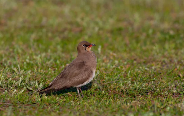 Bird Watching Grass Collared Pratincole Glareola Pratincola — Photo
